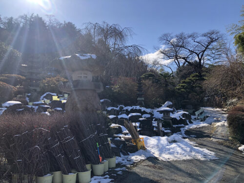 福島県福島市 花見山公園の情報 2023年2月6日 IMG_8888s