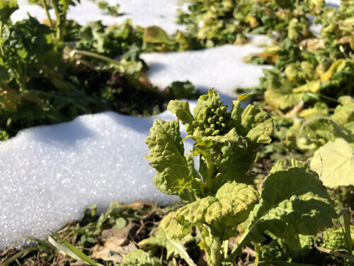 福島県福島市 花見山公園の情報 2023年2月6日 IMG_8895s