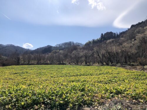 福島県福島市 花見山公園の情報 2023年3月1日 IMG_0522