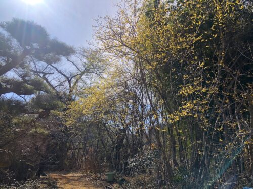 福島県福島市 花見山公園の情報 2023年3月1日 IMG_0530