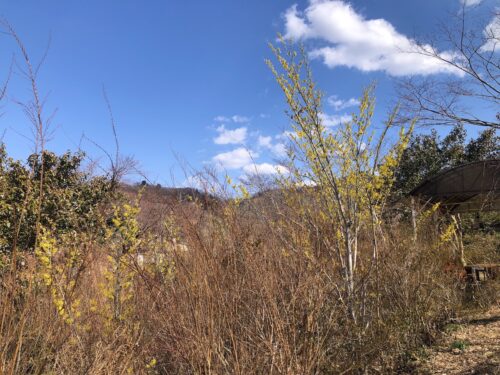 福島県福島市 花見山公園の情報 2023年3月1日 IMG_0531