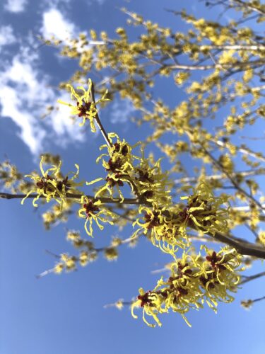 福島県福島市 花見山公園の情報 2023年3月1日 IMG_0532