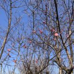 福島県福島市 花見山公園の情報 2023年3月1日 IMG_0537