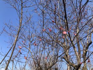 福島県福島市 花見山公園の情報 2023年3月1日 IMG_0537