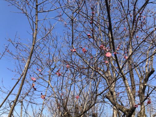 福島県福島市 花見山公園の情報 2023年3月1日 IMG_0537