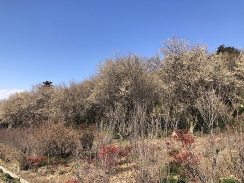 福島県福島市 花見山公園の情報 2023年3月1日 IMG_0542