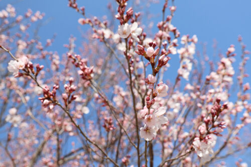 福島県福島市 花見山公園の情報 2023年3月22日 IMG_4718s