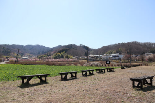 福島県福島市 花見山公園の情報 2023年3月22日 IMG_4720s