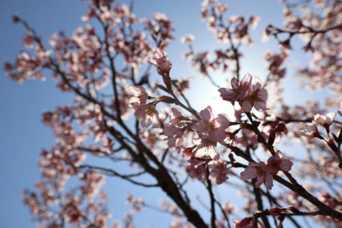 福島県福島市 花見山公園の情報 2023年3月22日 IMG_4723s