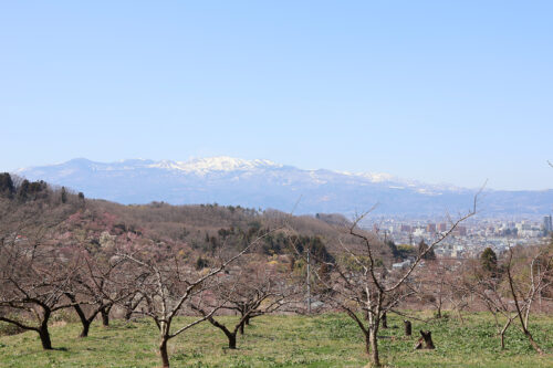 福島県福島市 花見山公園の情報 2023年3月22日 IMG_4725s