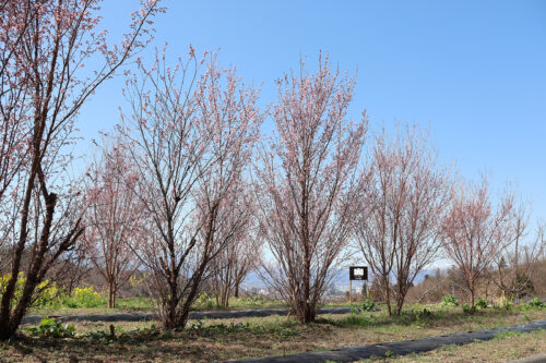 福島県福島市 花見山公園の情報 2023年3月22日 IMG_4727s