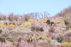 福島県福島市 花見山公園の情報 2023年3月22日 IMG_4730s