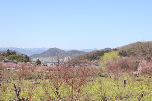 福島県福島市 花見山公園の情報 2023年3月22日 IMG_4731s