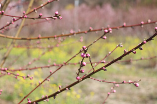 福島県福島市 花見山公園の情報 2023年3月22日 IMG_4733s