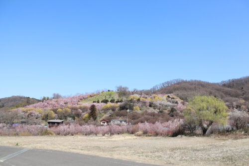 福島県福島市 花見山公園の情報 2023年3月22日 IMG_4737s