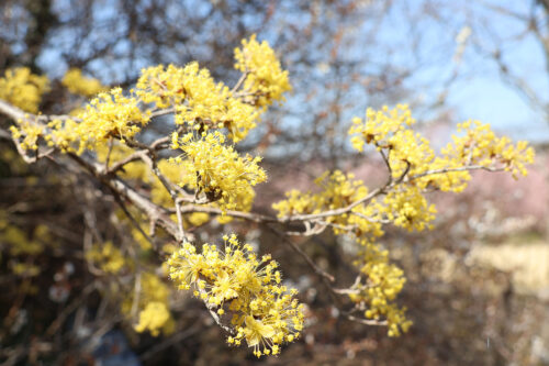 福島県福島市 花見山公園の情報 2023年3月22日 IMG_4739s