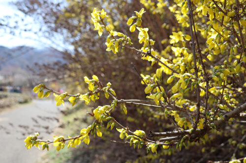 福島県福島市 花見山公園の情報 2023年3月22日 IMG_4740s