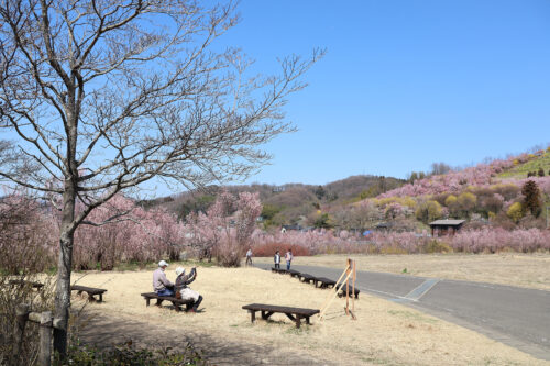 福島県福島市 花見山公園の情報 2023年3月22日 IMG_4741s