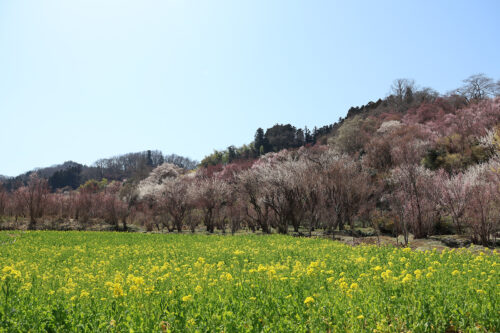 福島県福島市 花見山公園の情報 2023年3月22日 IMG_4742s