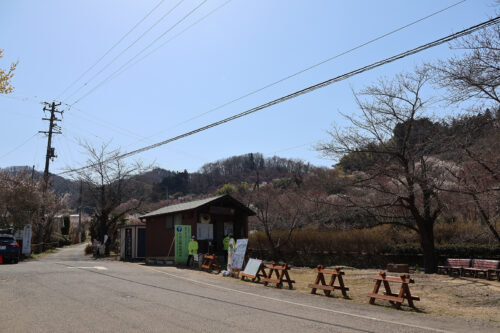 福島県福島市 花見山公園の情報 2023年3月22日 IMG_4754s