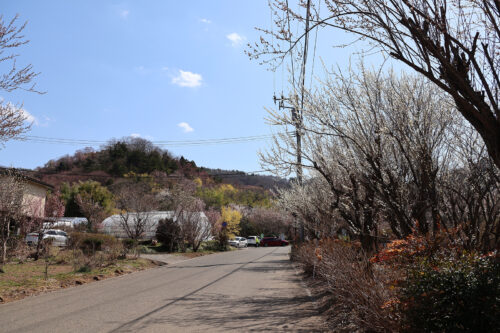 福島県福島市 花見山公園の情報 2023年3月22日  IMG_4763s