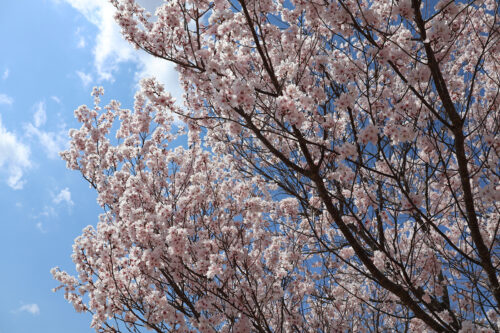 福島県福島市 花見山公園の情報 2023年3月30日 IMG_5102s