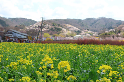 福島県福島市 花見山公園の情報 2023年3月30日 IMG_5106s