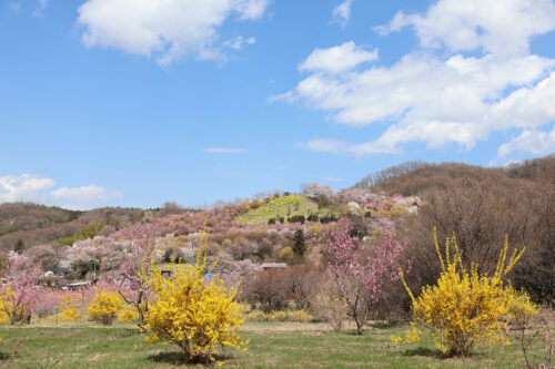 福島県福島市 花見山公園の情報 2023年3月30日 IMG_5112s