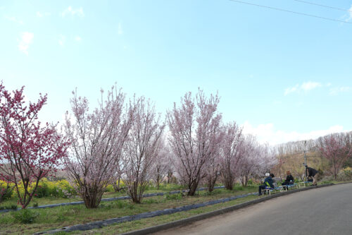 福島県福島市 花見山公園の情報 2023年3月30日 IMG_5113s