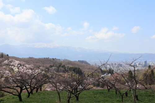 福島県福島市 花見山公園の情報 2023年3月30日 IMG_5114s