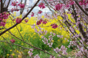 福島県福島市 花見山公園の情報 2023年3月30日 IMG_5117s