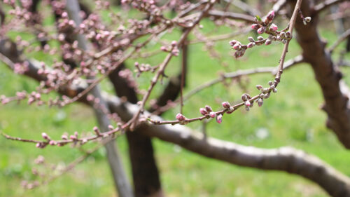 福島県福島市 花見山公園の情報 2023年3月30日 IMG_5120s