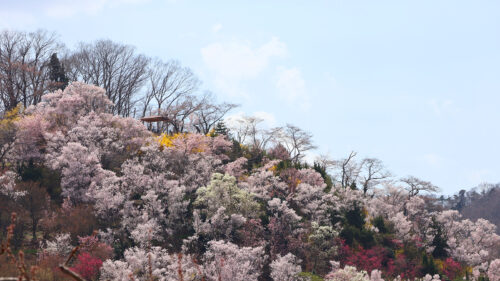 福島県福島市 花見山公園の情報 2023年3月30日 IMG_5121s