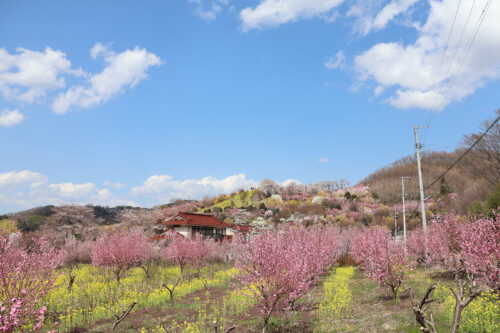 福島県福島市 花見山公園の情報 2023年3月30日 IMG_5123s