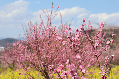 福島県福島市 花見山公園の情報 2023年3月30日 IMG_5124s