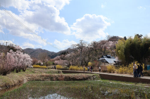 福島県福島市 花見山公園の情報 2023年3月30日 IMG_5125s