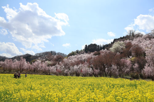 福島県福島市 花見山公園の情報 2023年3月30日 IMG_5128s