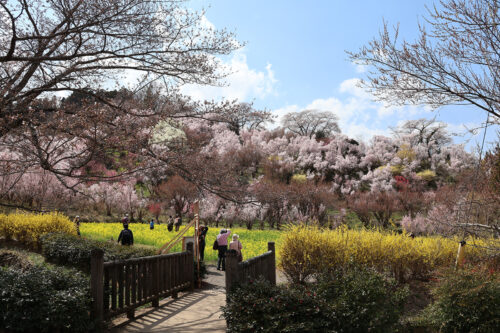 福島県福島市 花見山公園の情報 2023年3月30日 IMG_5132s