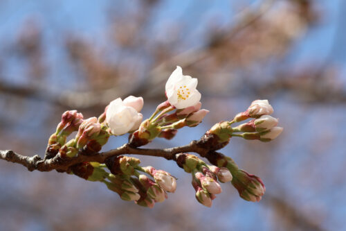 福島県福島市 花見山公園の情報 2023年3月30日 IMG_5135s