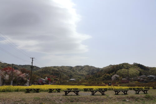 福島県福島市 花見山公園の情報 2023年4月14日 IMG_5976