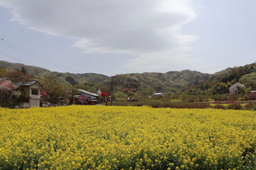 福島県福島市 花見山公園の情報 2023年4月14日 IMG_5978