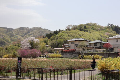 福島県福島市 花見山公園の情報 2023年4月14日 IMG_5993