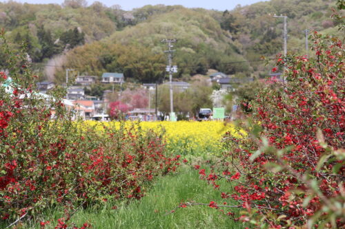 福島県福島市 花見山公園の情報 2023年4月14日 IMG_5995