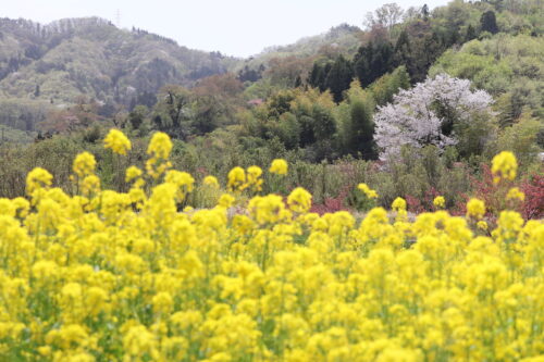 福島県福島市 花見山公園の情報 2023年4月14日 IMG_6003