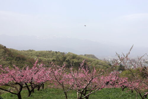 福島県福島市 花見山公園の情報 2023年4月14日 IMG_6009