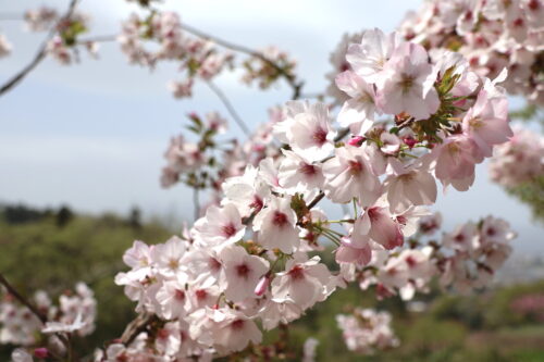 福島県福島市 花見山公園の情報 2023年4月14日 IMG_6012