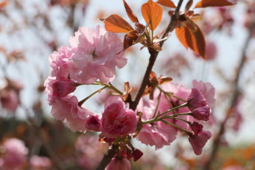 福島県福島市 花見山公園の情報 2023年4月14日 IMG_6015