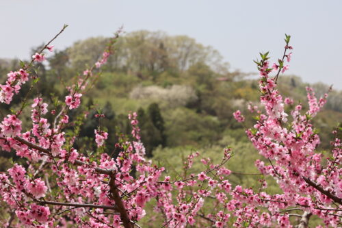 福島県福島市 花見山公園の情報 2023年4月14日 IMG_6033