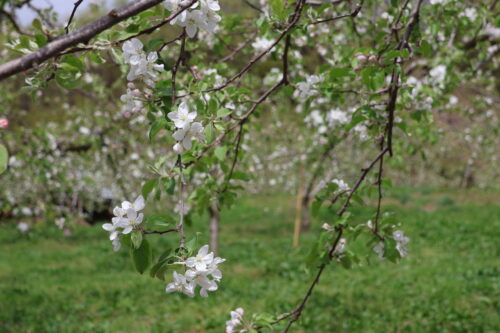 福島県福島市 花見山公園の情報 2023年4月14日 IMG_6049