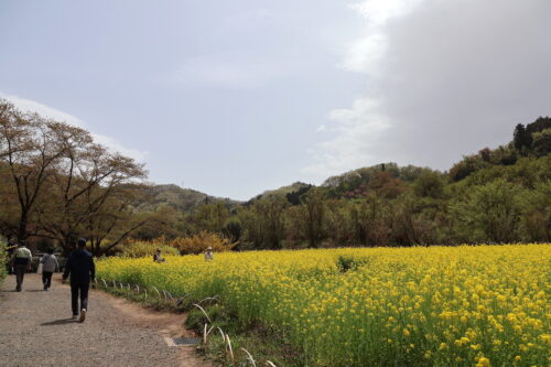 福島県福島市 花見山公園の情報 2023年4月14日 IMG_6057